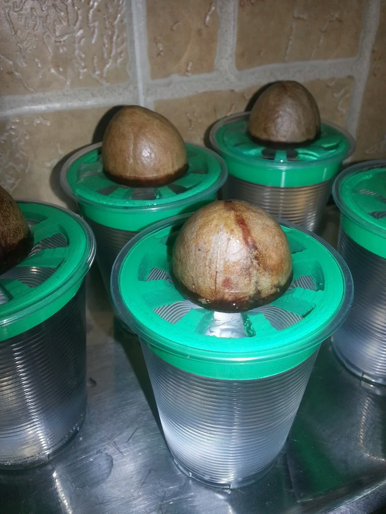 3d Print - Avocado Pit Germination Holder - Cup Edition
