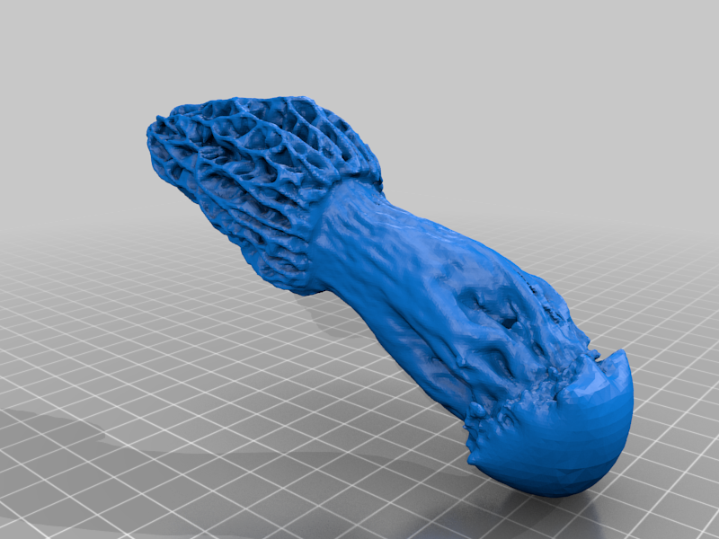 Morel Mushroom