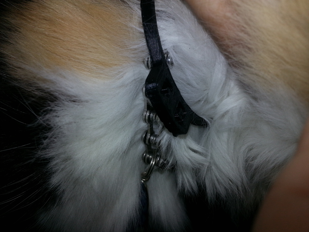 Custom Cat Collar Initials "FB" 70mm