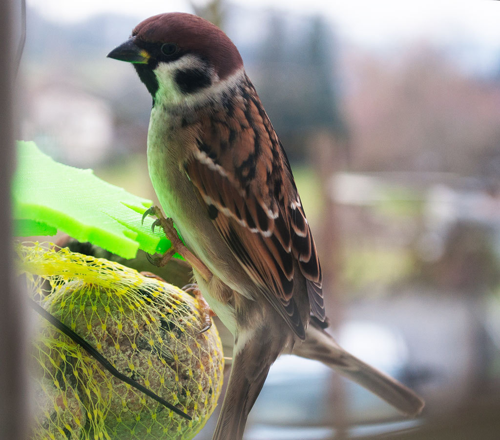 BirdFeed