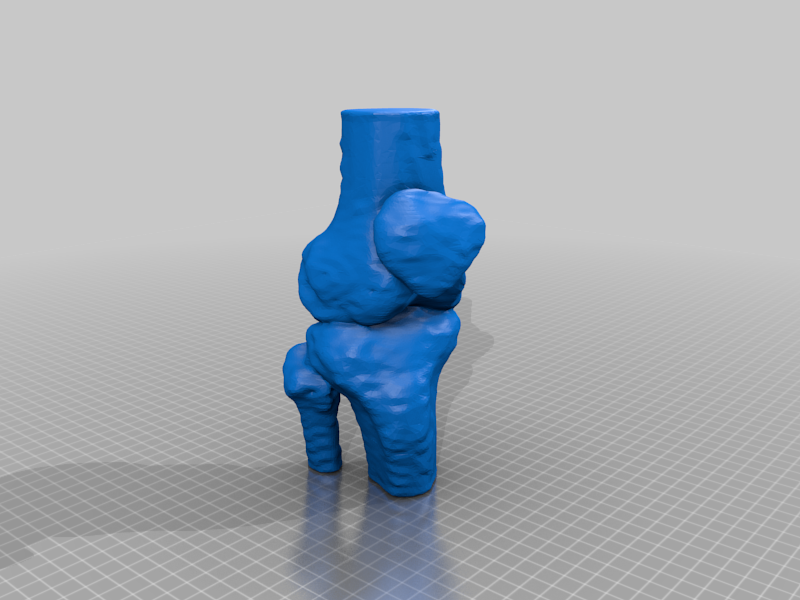 knee joint