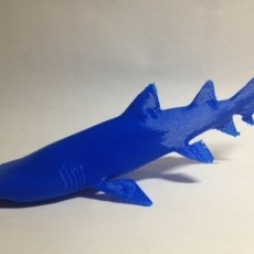 Grey Nurse Shark