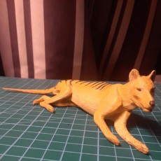 Tasmanian Tiger - Thylacine