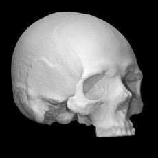Human skull from a viking age grave