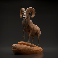 Bighorn Ram