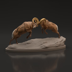 Bighorn Ram Fight Scene