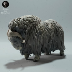 Musk Ox Sheep