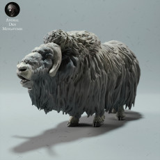 Musk Ox Ram Calling