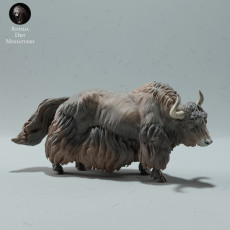 Himalayan Wild Yak