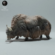 Himalayan Wild Yak Grazing