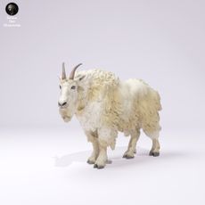 Rocky Mountain Goat Male