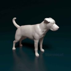 American Pitbull