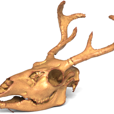 Deer Skull 3D Model – Realistic Wildlife Trophy Skull for 3D Printing