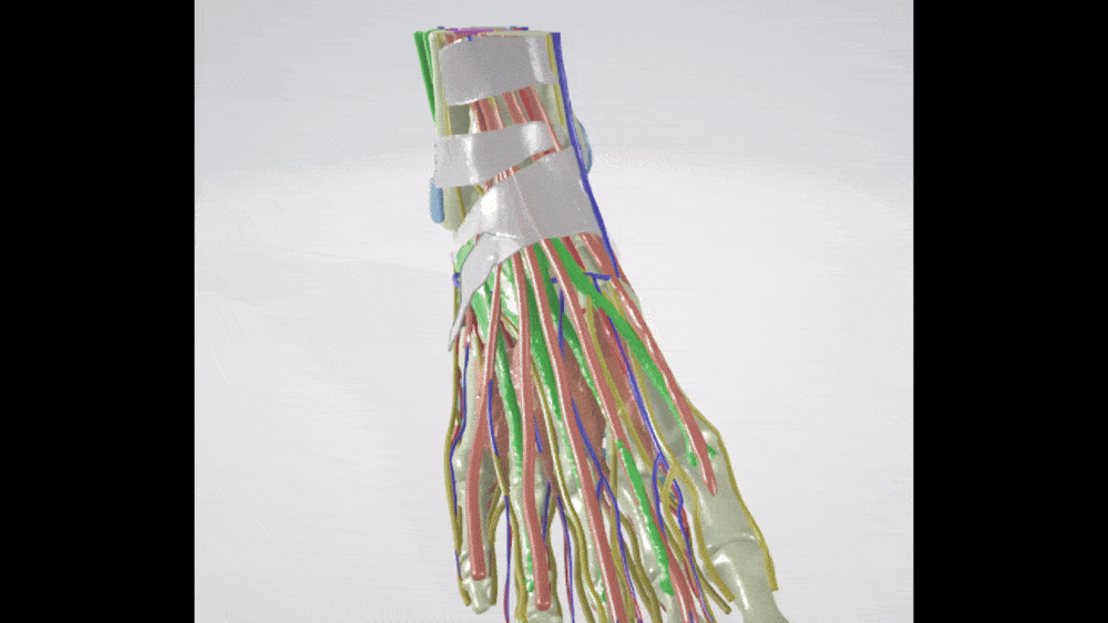 32 PARTS ANKLE, FOOT ANATOMY WITH DETAILED MUSCLES, BLOOD VESSELS, NERVES