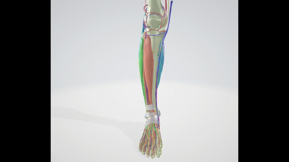 35 PARTS LOWER LEG, ANKLE, FOOT WITH DETAILED MUSCLES, BLOOD VESSELS, NERVES