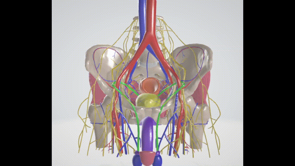 40 PARTS The most comprehensive 3D male pelvic model with detailed muscles, nerves, blood vessels, reproductive and urinary system