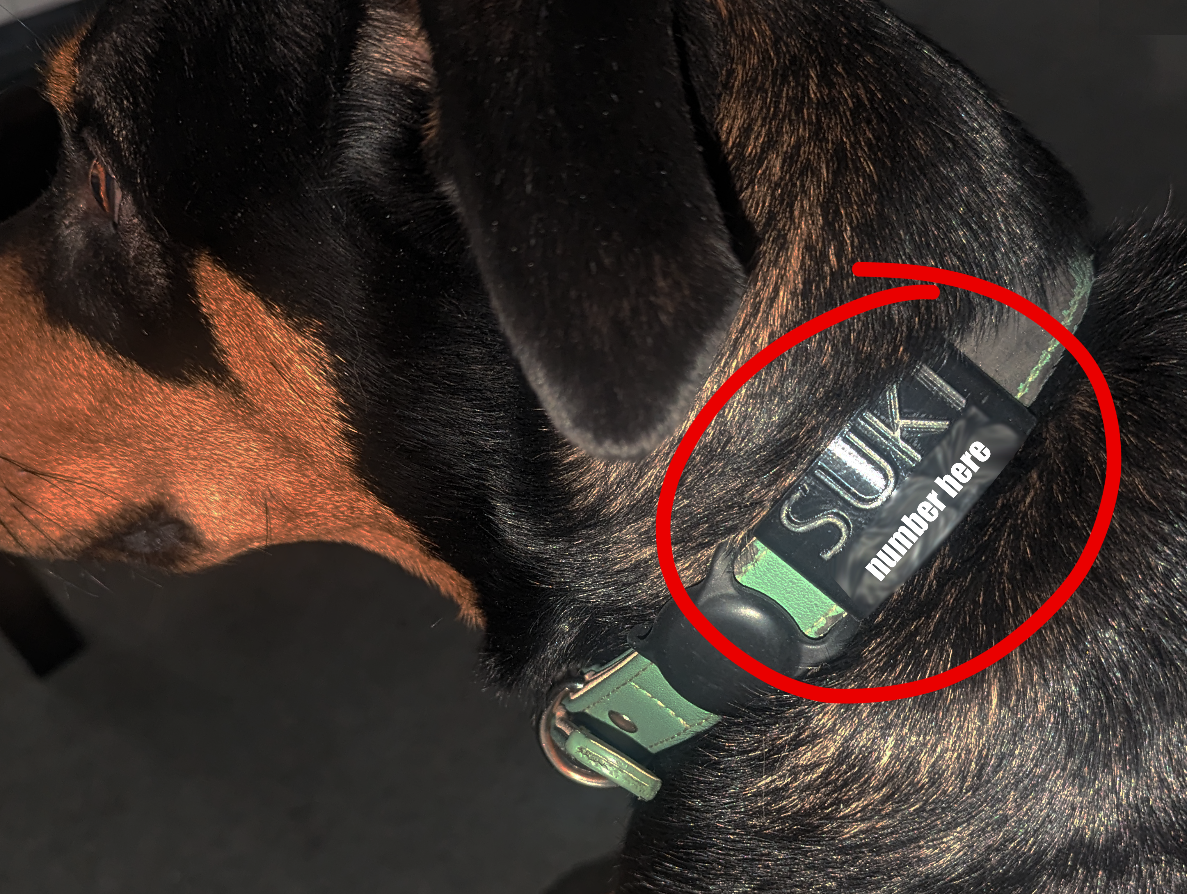 Heavy Duty Dog Tag (CUSTOMIZABLE) (UPDATED)