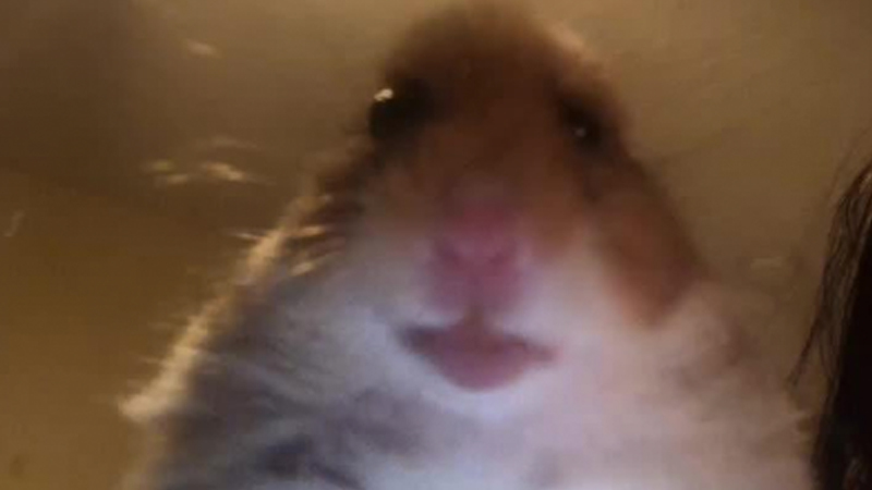 hamster (hampster)