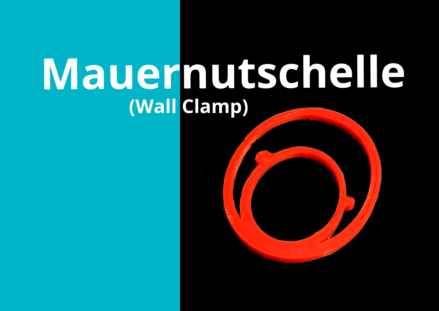 Mauernutschelle (Wall Clamp)