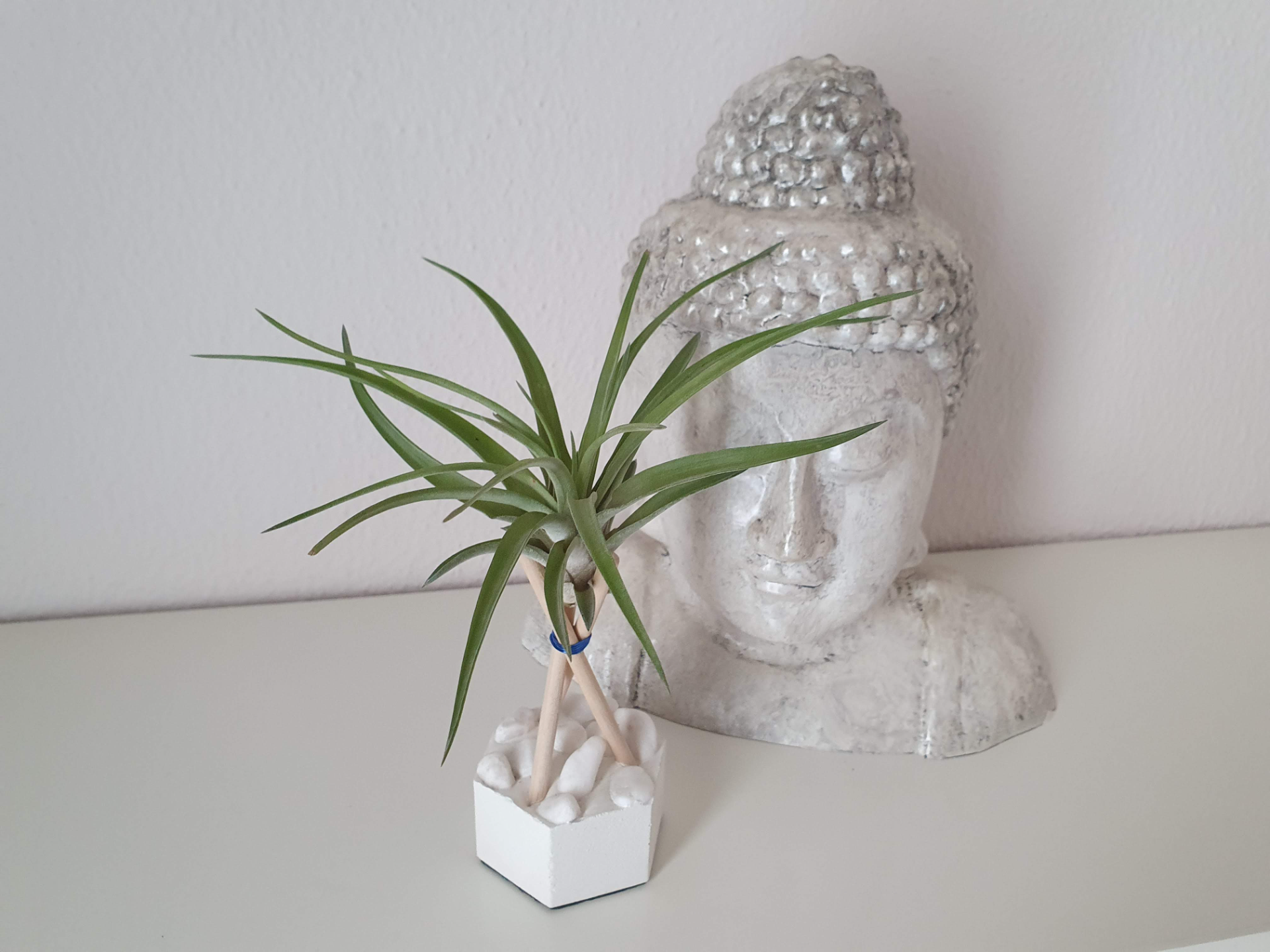 Tillandsia plant support