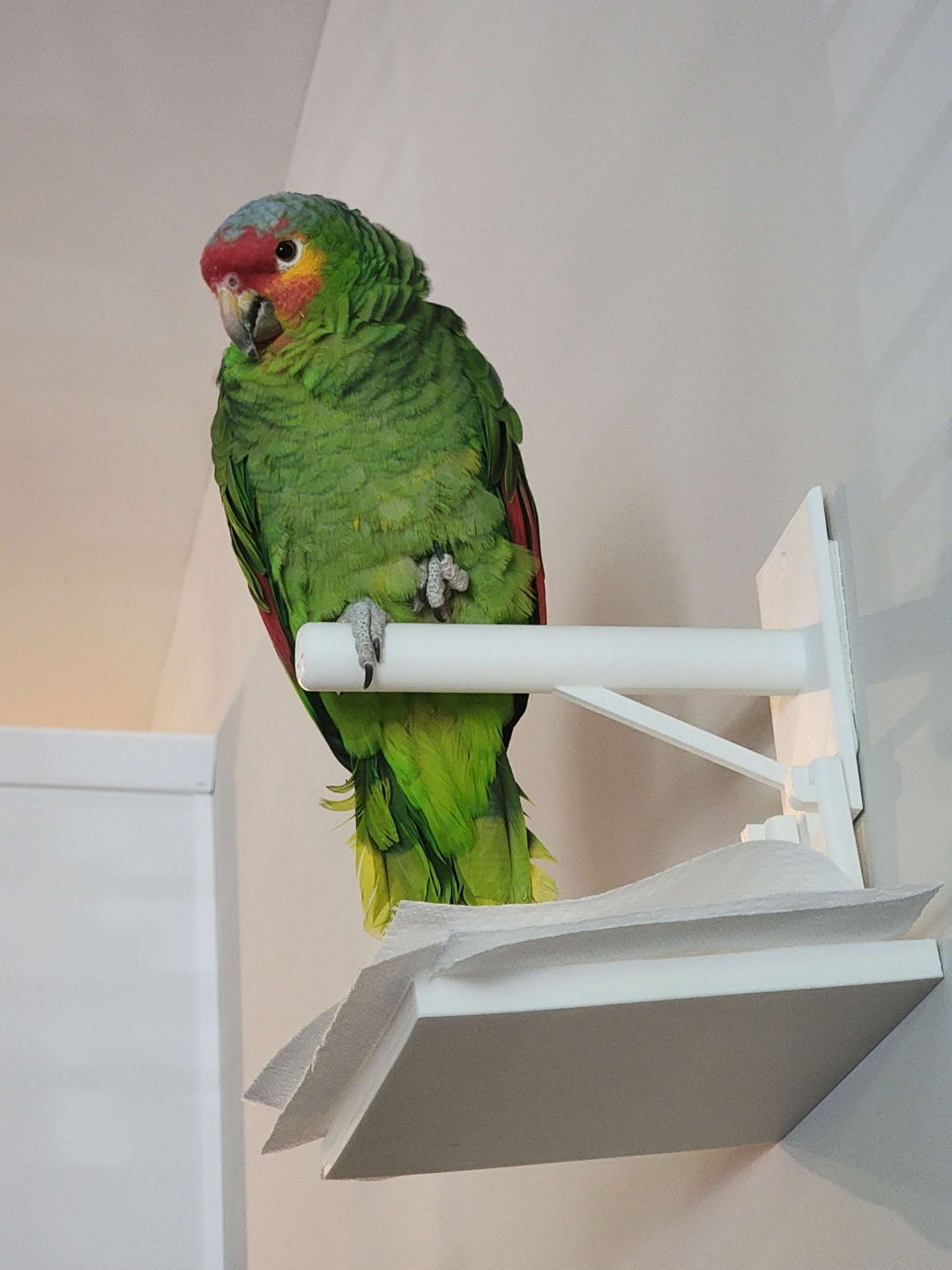 Bird Perch
