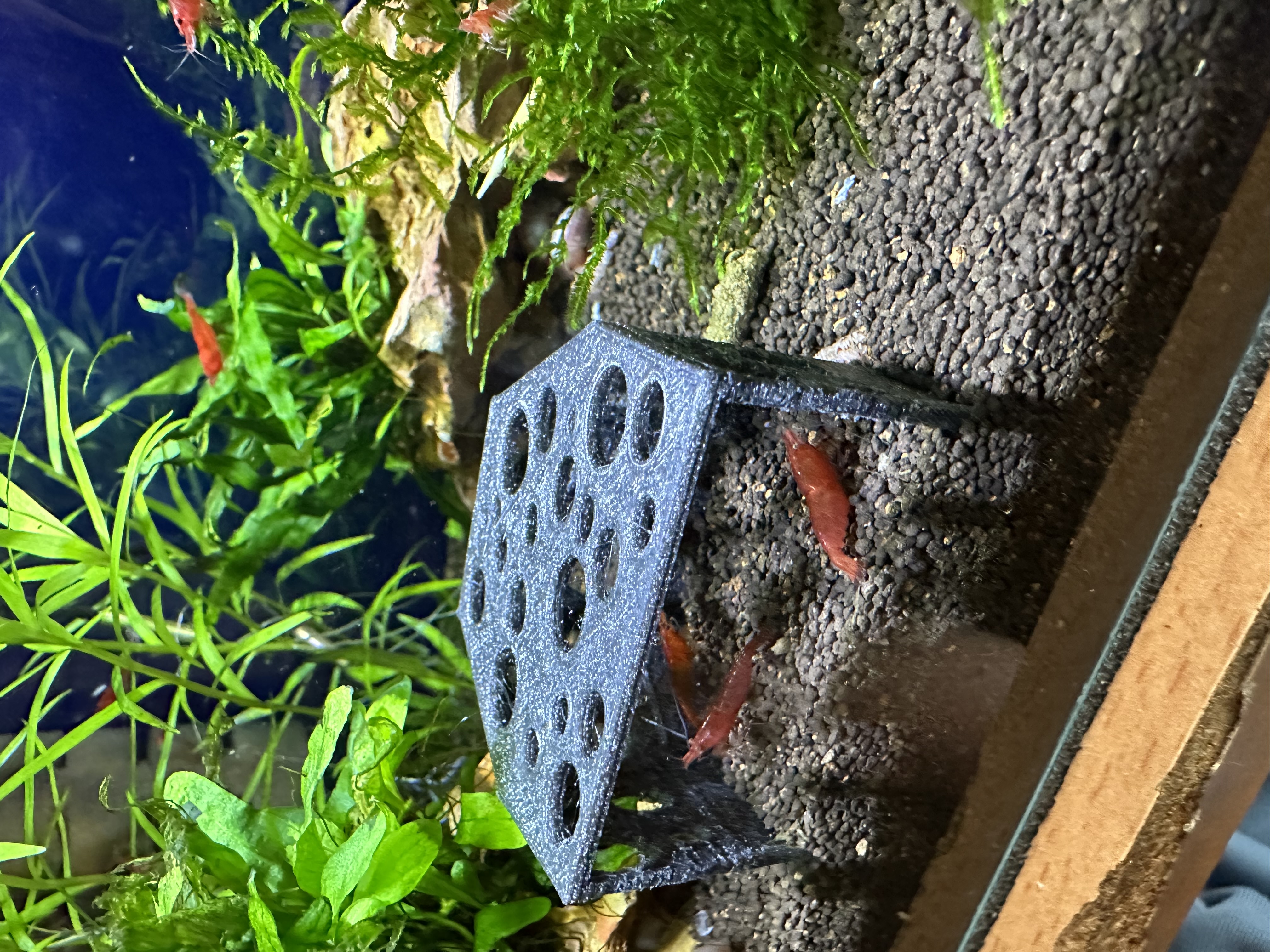 Aquarium shrimp, fish cave, home, house, shelter