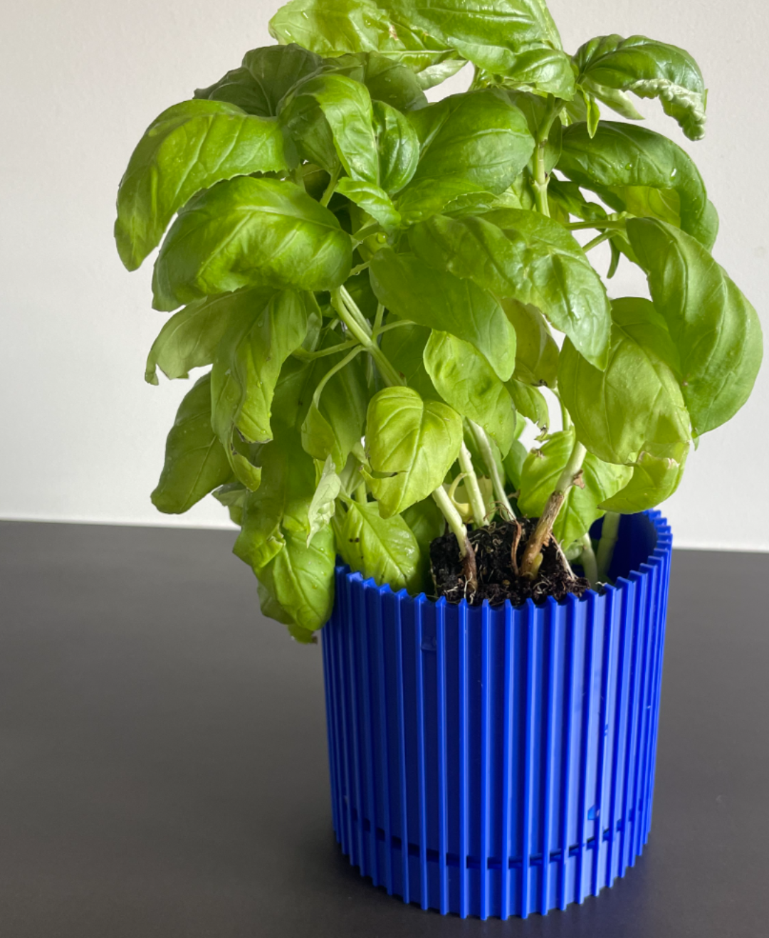 POT PLANTE