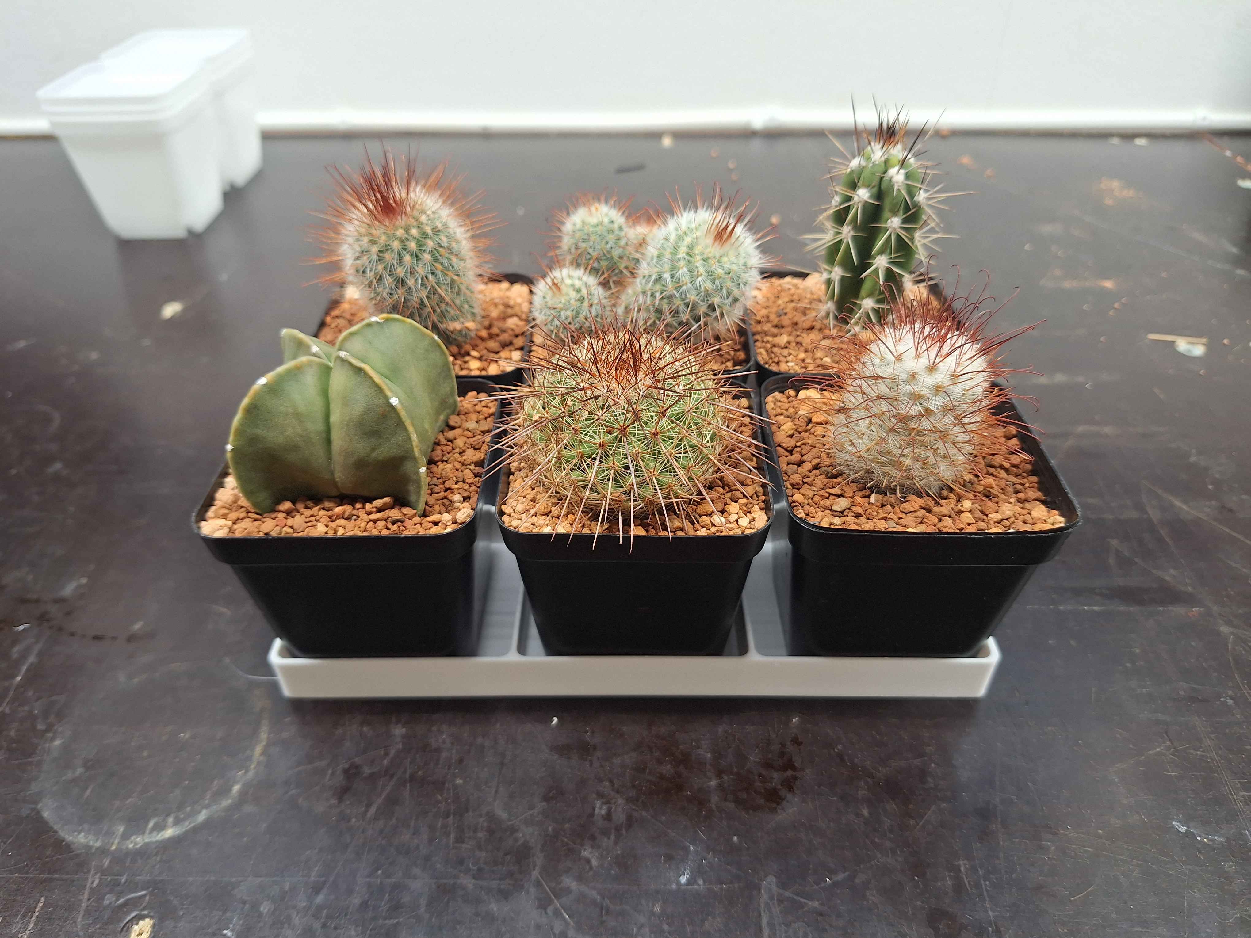 Plant Tray for small cacti and succulent pots