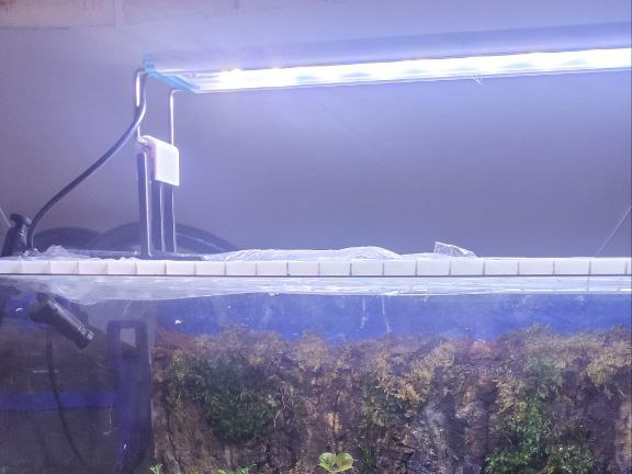 Paludarium Light Holder