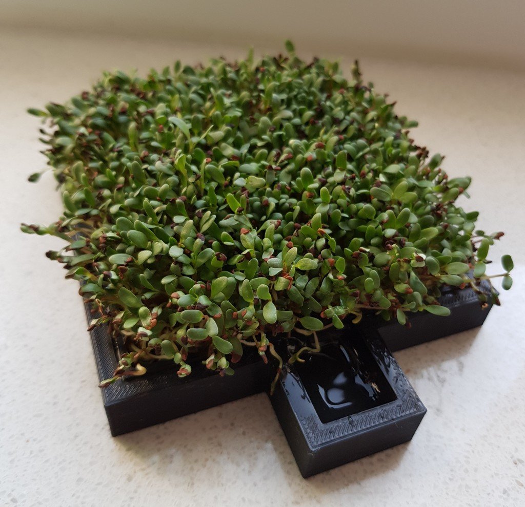 Cress farm (growing sprouts)