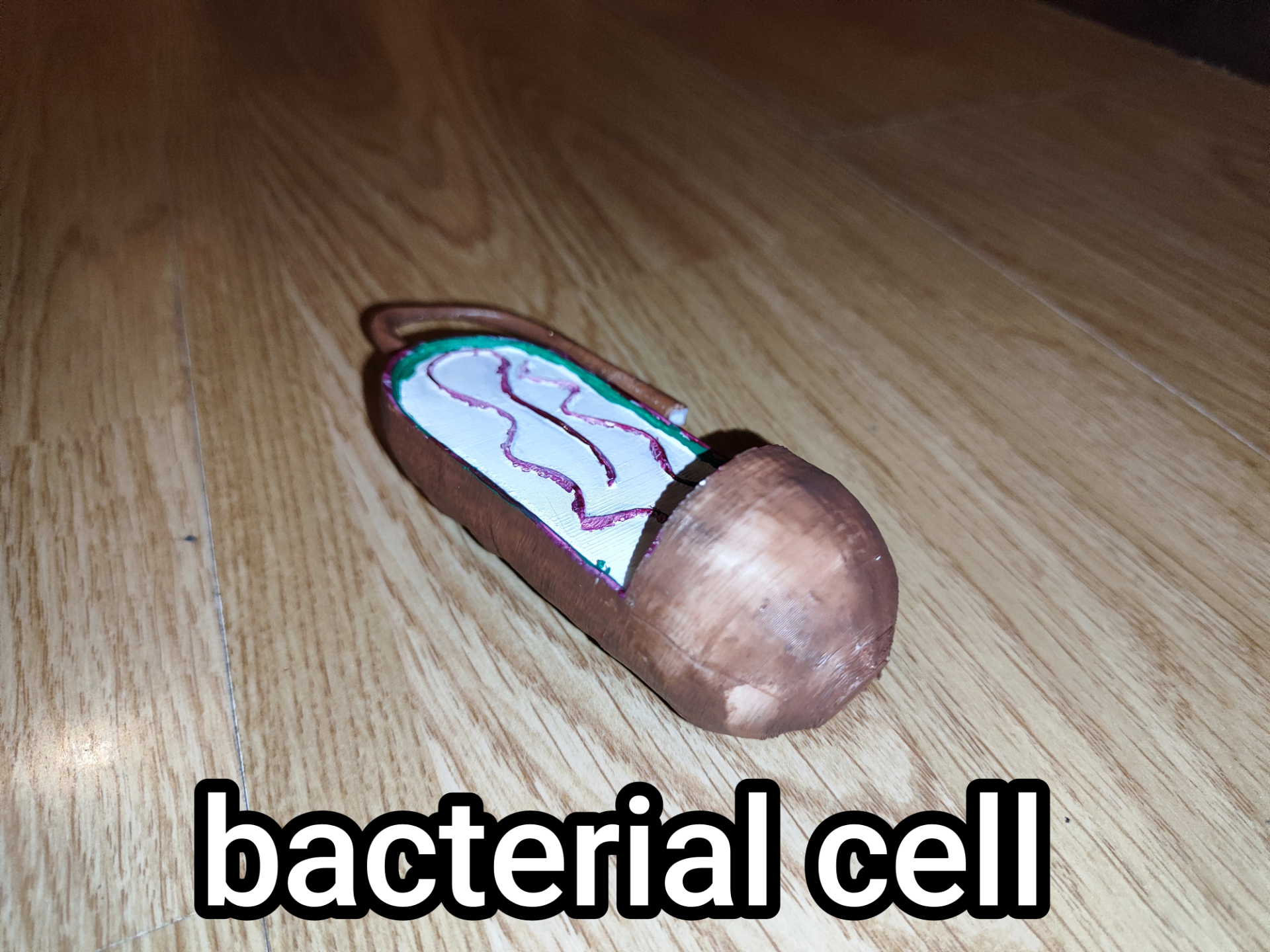 bacterial cell (easy model)