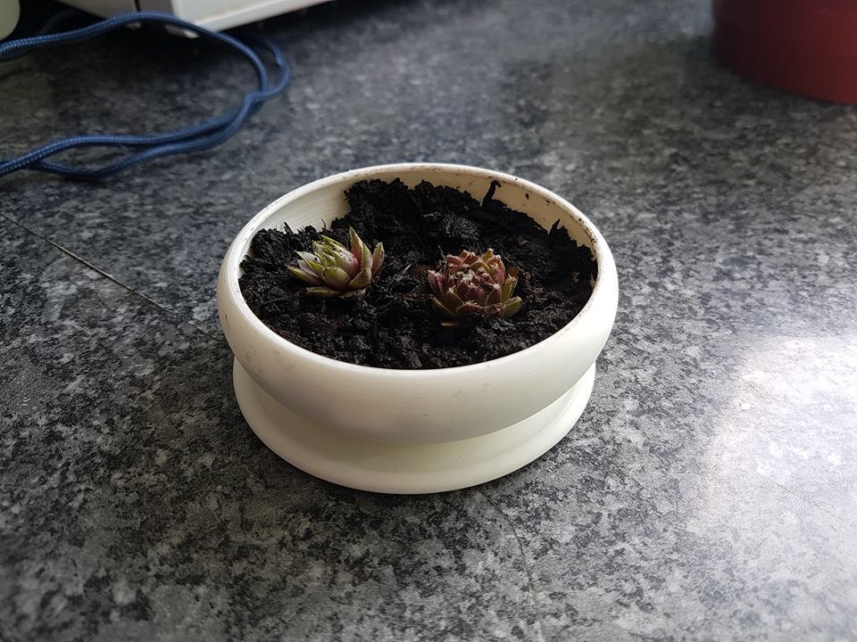 Simple Succulent Pot