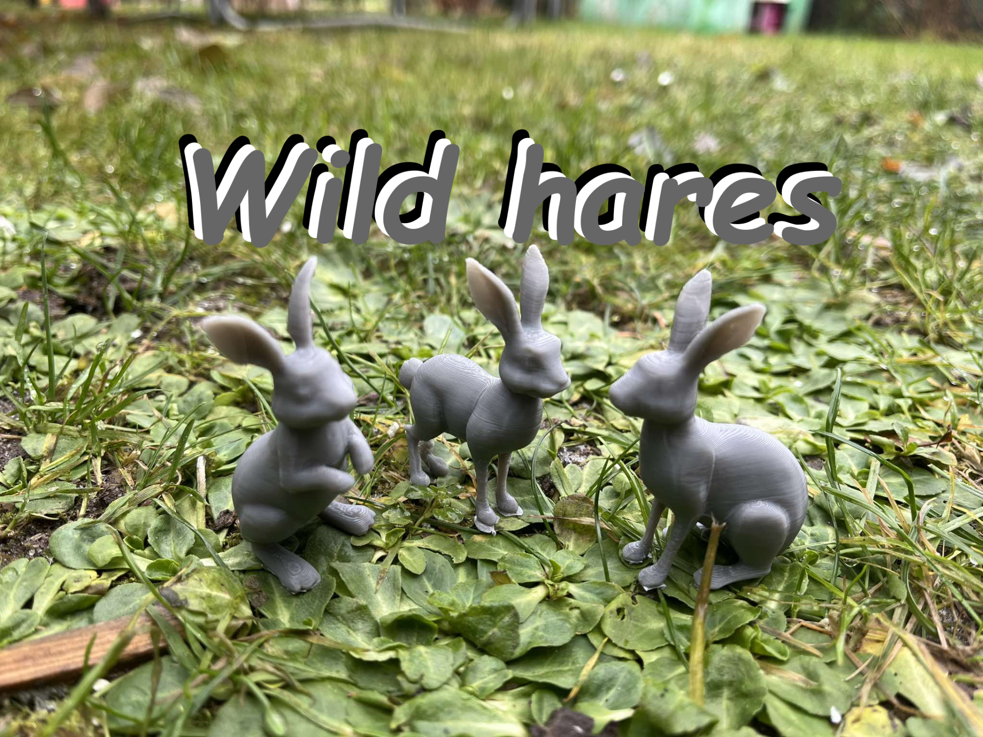 Wild hares, hare