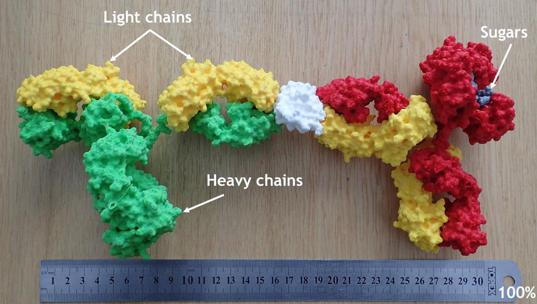 Antibodies interacting with antigen