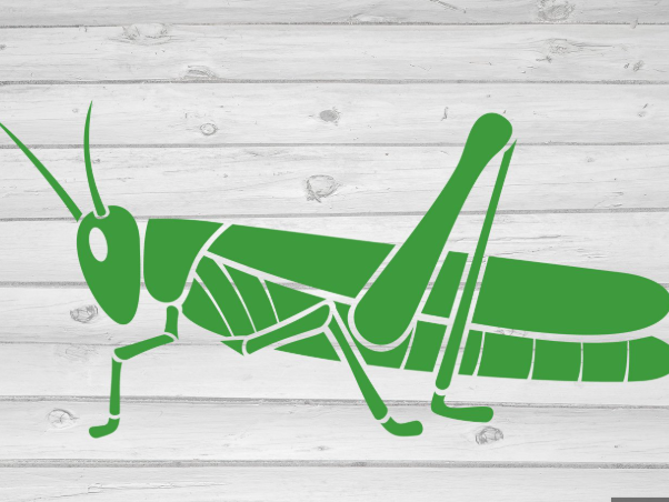 Grasshopper