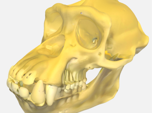 Chimpanzee Skull