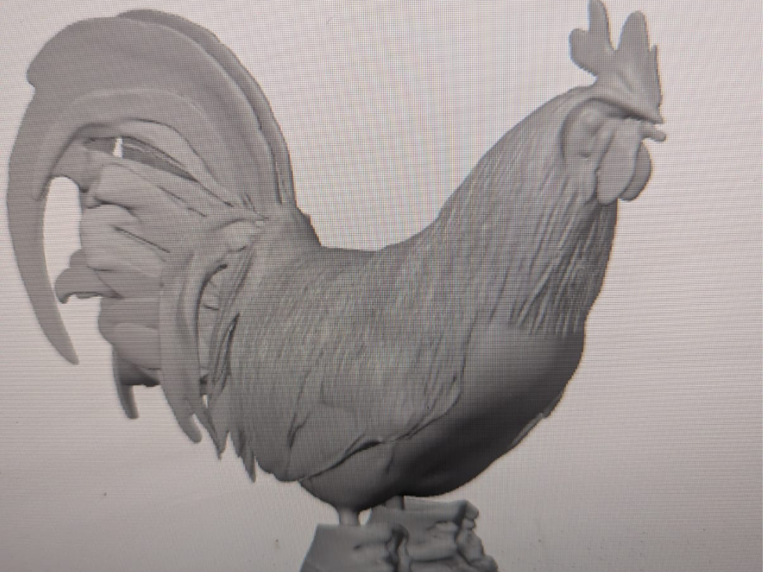 gallo con tenis