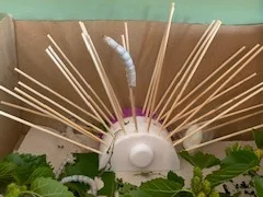Silkworm Cocoon Support – 3D Printed Nesting Hub