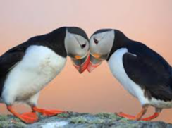PUffin staue