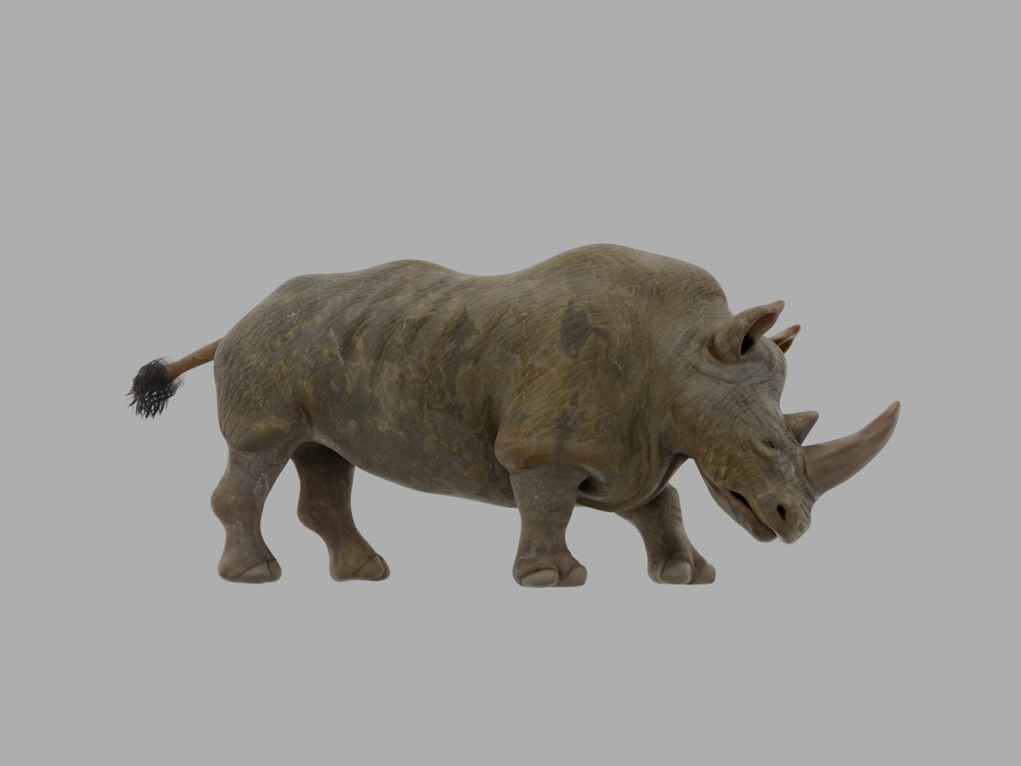 Rhinoceros
