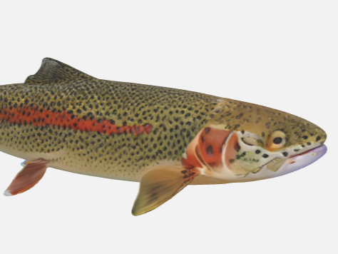 Rainbow trout