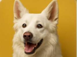 Nakomi le chien