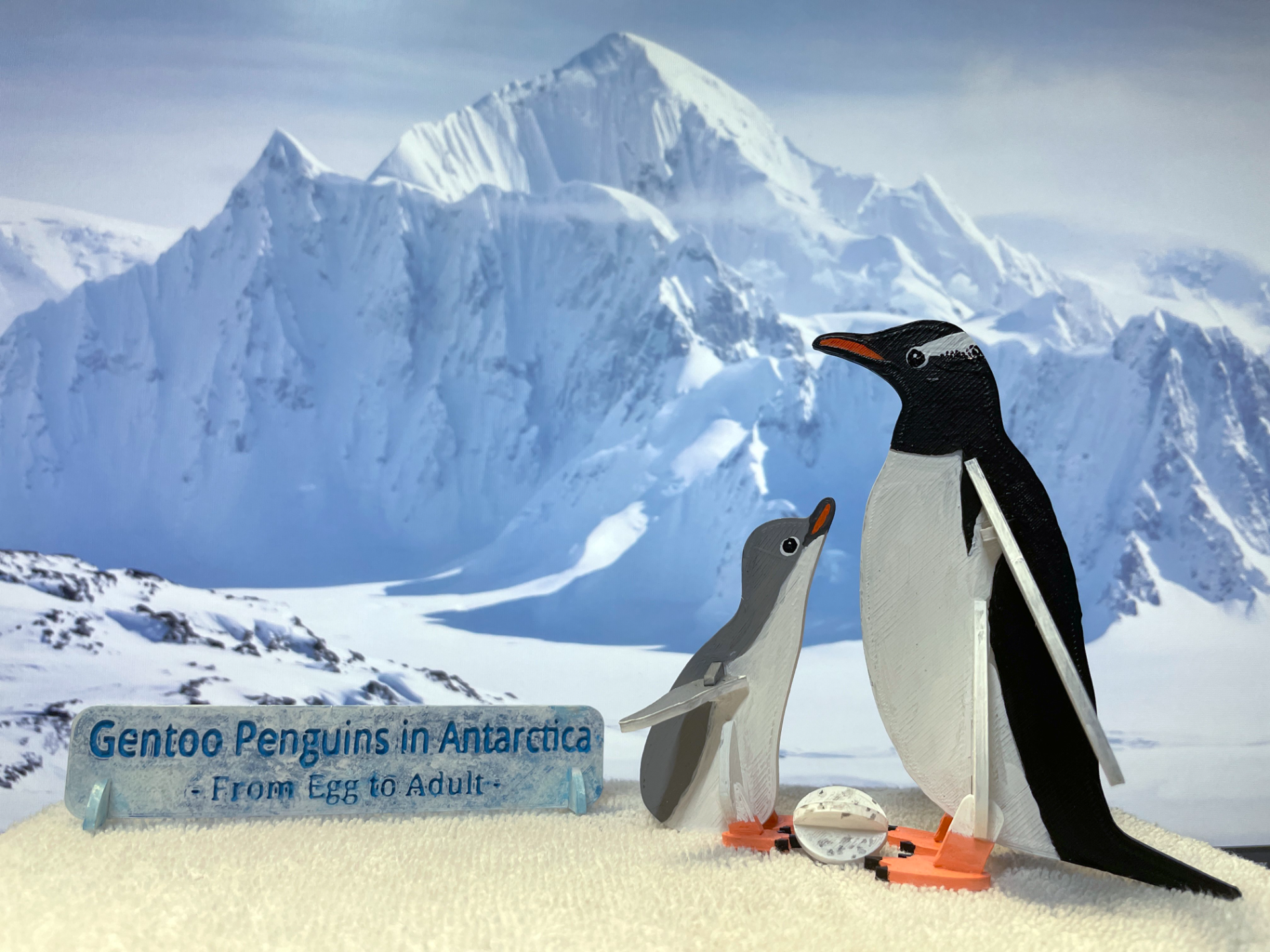 Gentoo Penguins in Antarctica From Egg to Adult