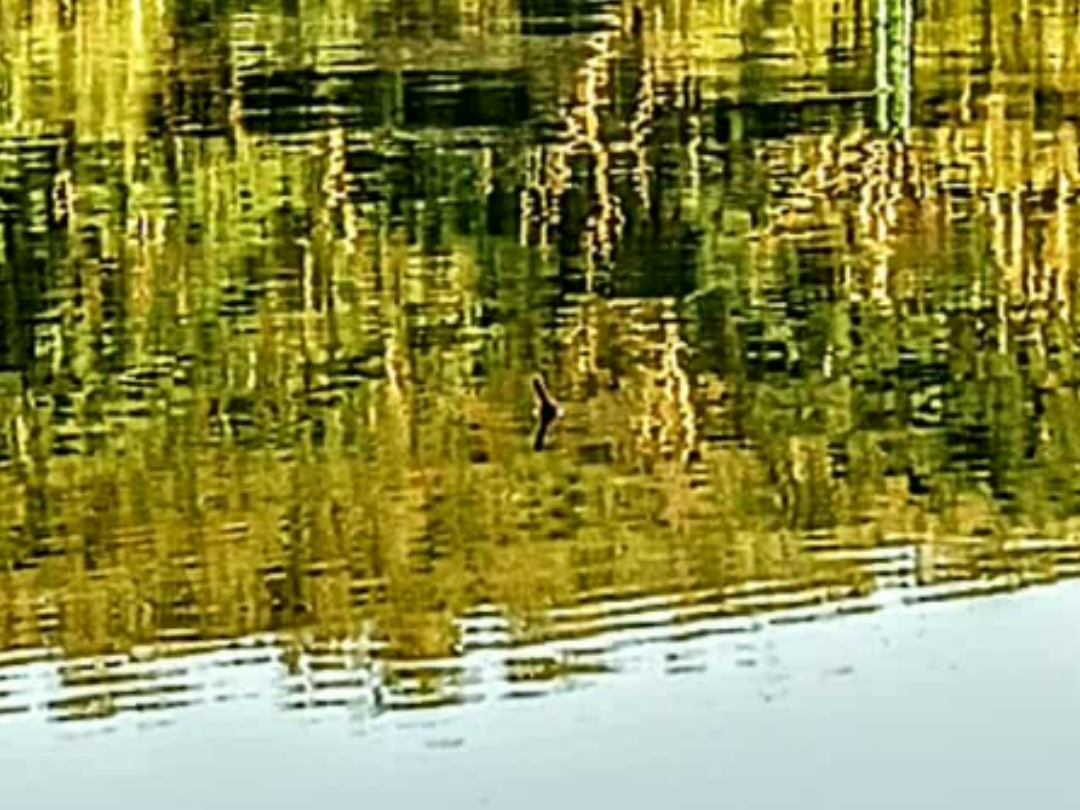 Fishing float - surface float