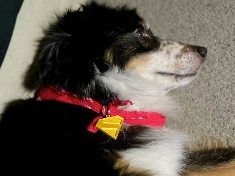 Krypto Dog Tag Superman 2025