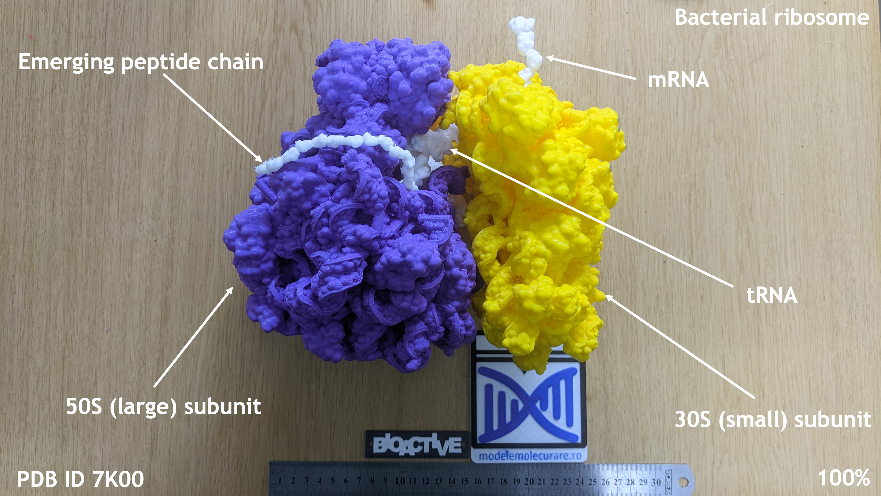 70S bacterial ribosome