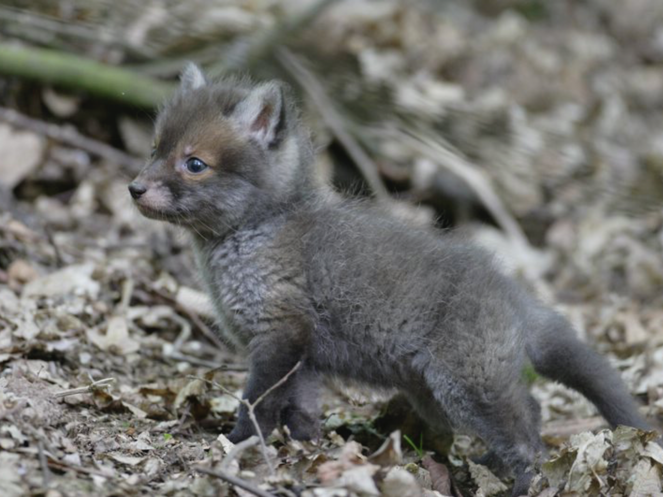 Fuchs
