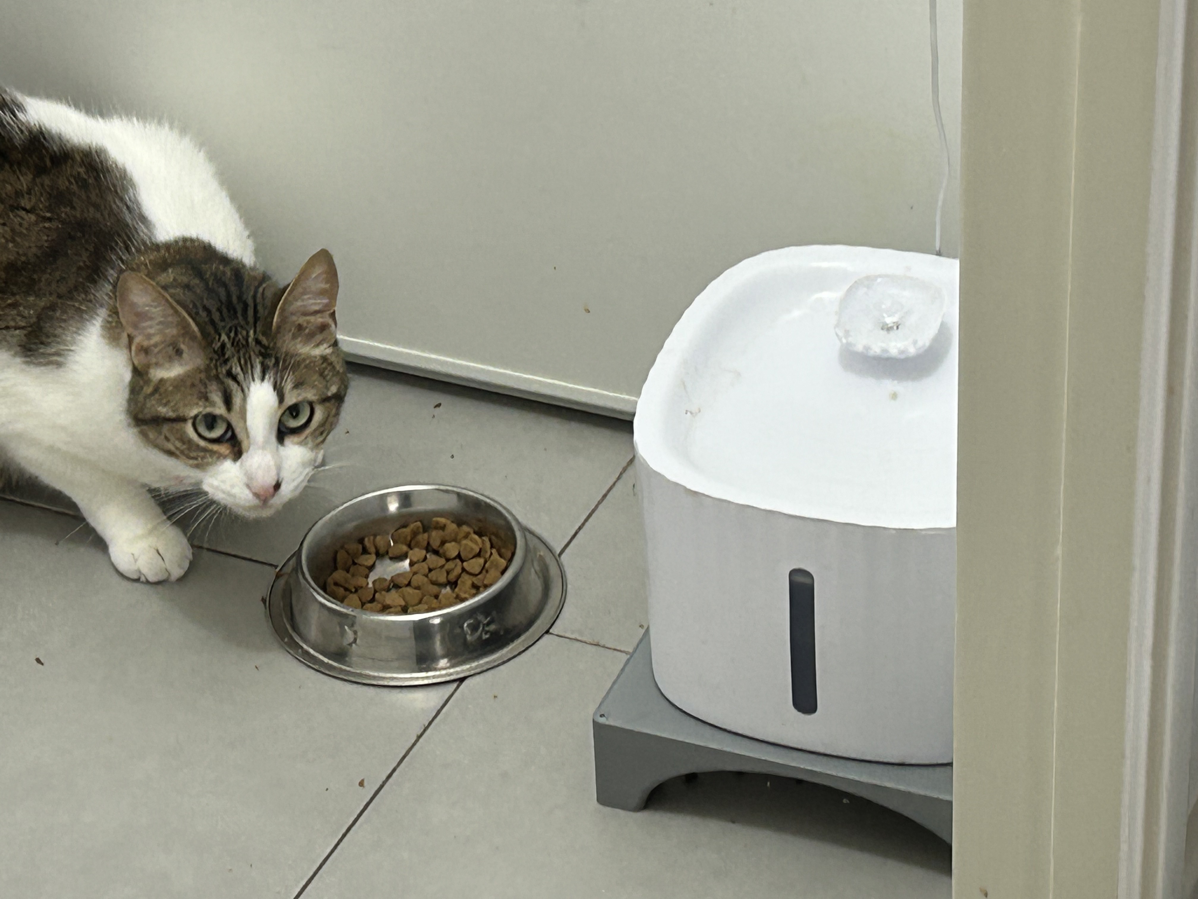 CatFountain Riser