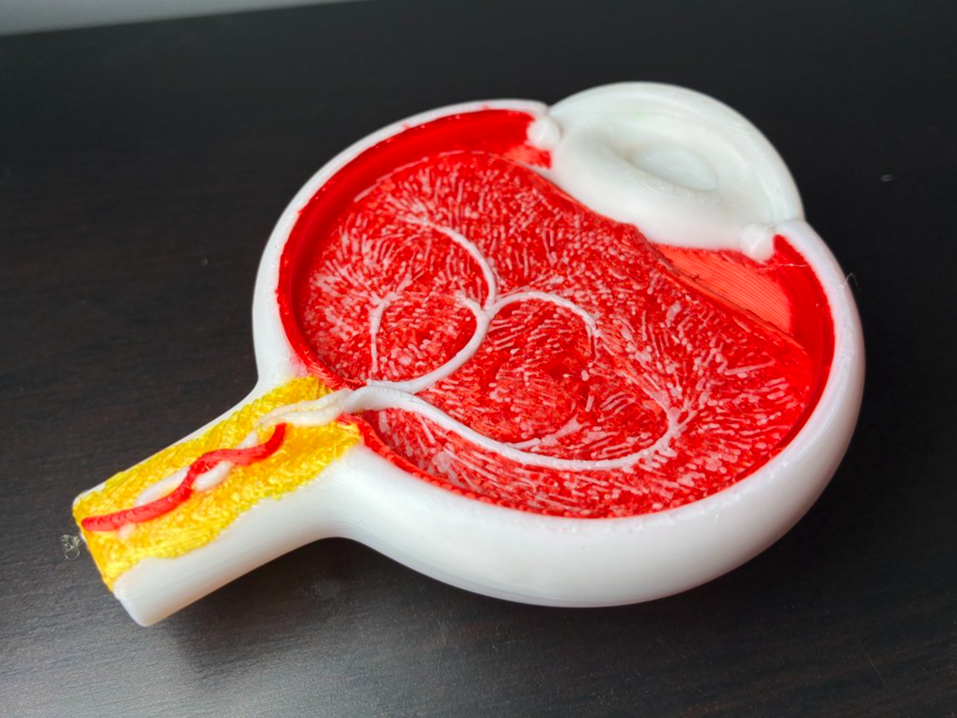 The Human Eye: 3D Anatomical Cross-Section