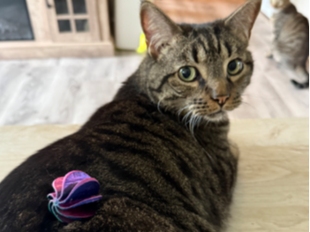 Cat Toy